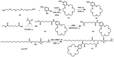 A Synthetic Phospholipid Derivative Mediates Ion Transport Across Lipid Bilayers